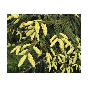 Eglė rytinė (Picea orientalis) &#039;Aureospicata&#039;